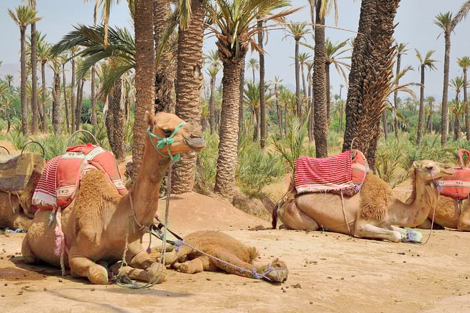 morocco marrakech a group of camels sitting on the ground