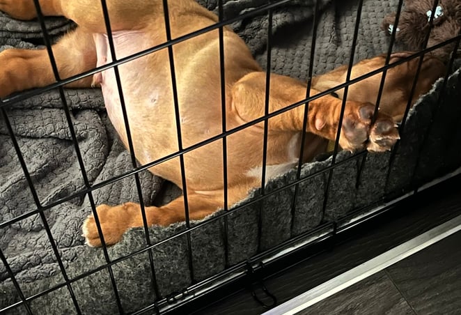A puppy in a strong crate