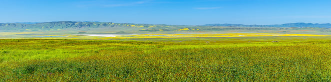 Experience the magic of a wildflower superbloom in California and bring it into your home with a gallery-quality print.