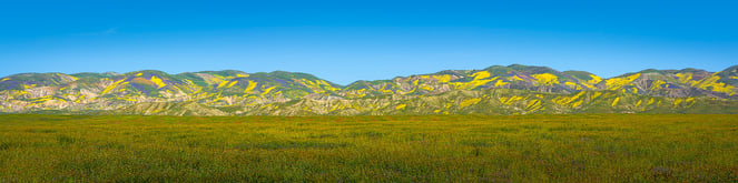 Experience the magic of a wildflower superbloom in California and bring it into your home with a gallery-quality print.