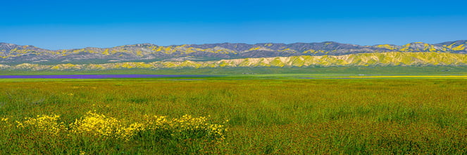 Experience the magic of a wildflower superbloom in California and bring it into your home with a gallery-quality print.