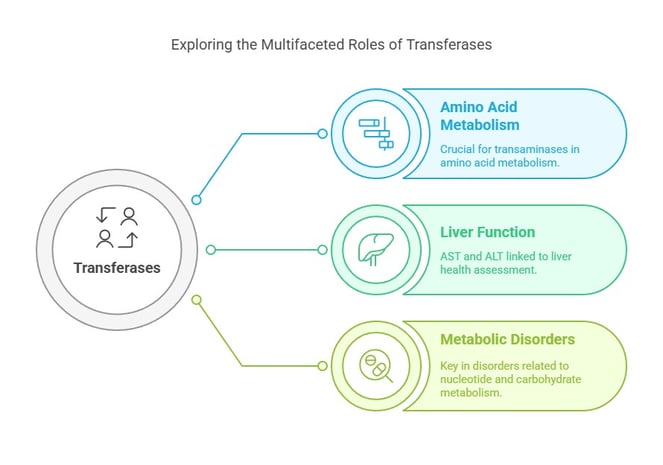 exploring the Multifaceted Roles of Transferases