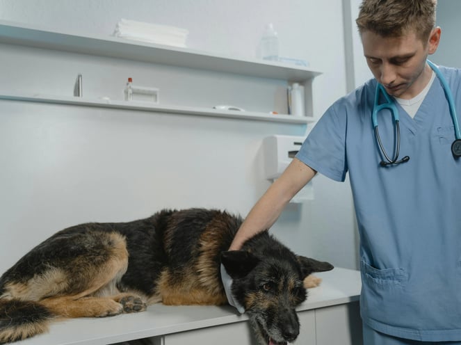 a dog is laying on a table with a doctor