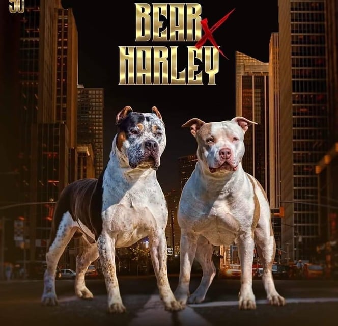 XL PITBULLS, XL AMERICAN BULLIES, TITANIUM KILO KENNELS