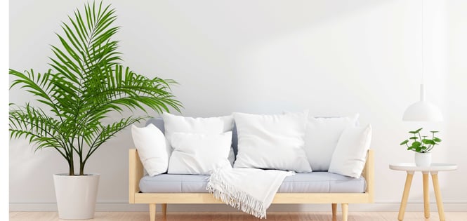 Indoor Palm Quick Guide