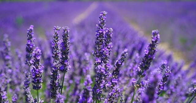 Lavanda para la ansiedad