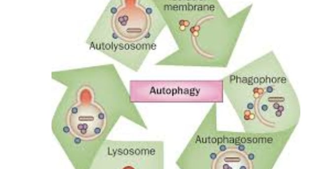 autophagy
