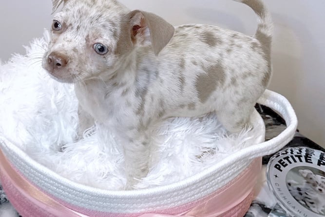 merle chihuahua puppy for sale