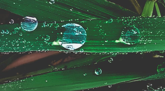 water drop on leaf