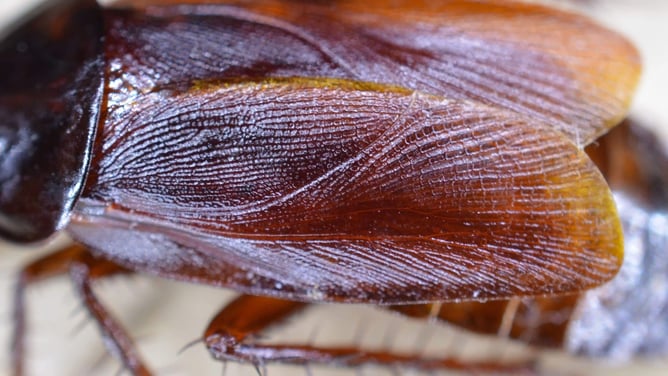 cockroach wings