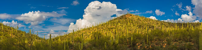 A panoramic photo of the Sonoran Desert. Transport yourself to this wonderland with a gallery quality print.