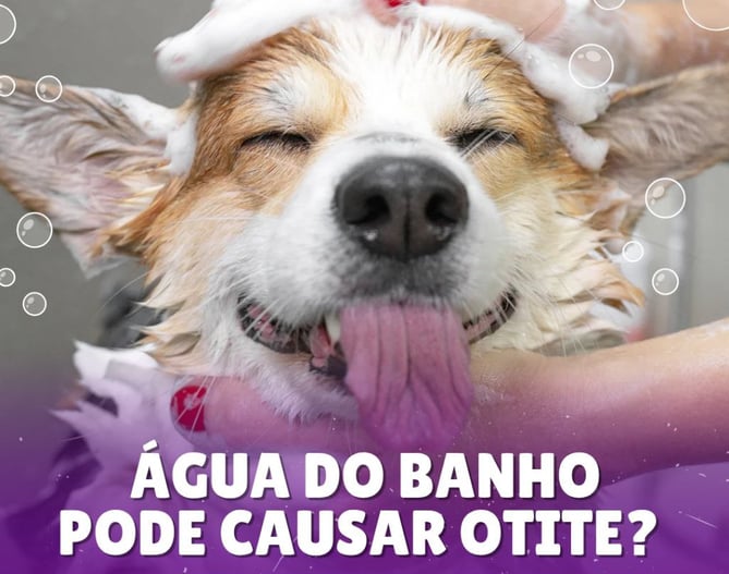 cachorro tomando banho 