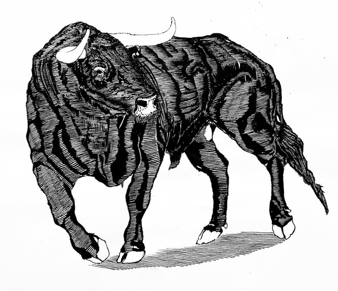 Illustration of a bull looking to the side, Made in the traditional way Using techniques of woodcut