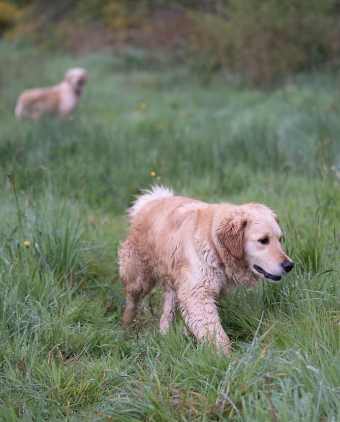 golden retrievers parents testés