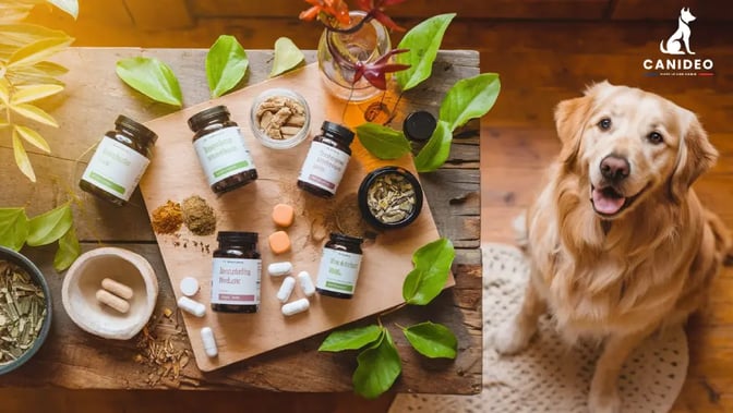 Canideo Blog Vitamines pour chiens