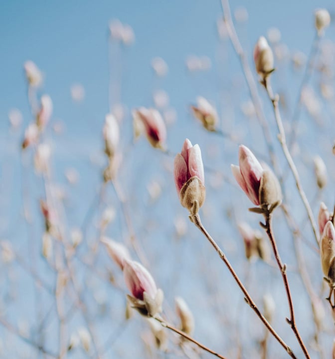 Un arbre avec des fleurs sous un ciel bleu, symbolisant la nature et la sérénité.