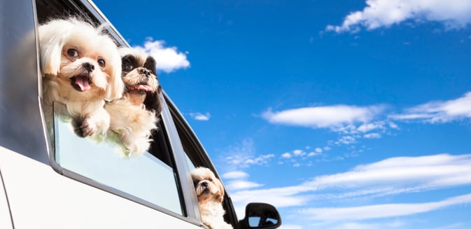 dogs watching out of a car window