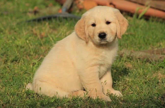 chiot golden retriever qui pose à l'école du chiot près d'alès