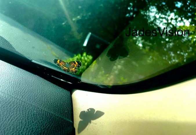 Orange butterfly resting on a car windshield, shadow cast on the dashboard— featured on Jade's Vision blog