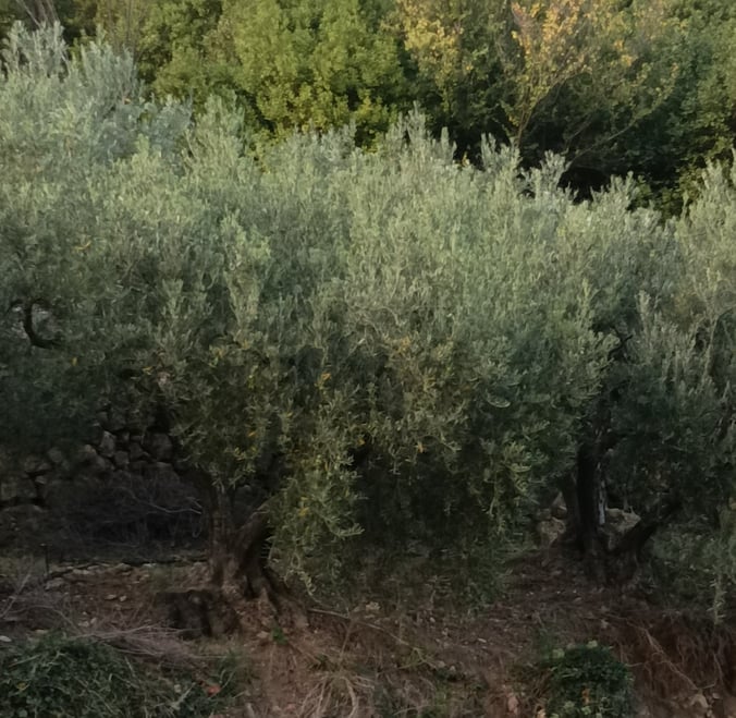 M. Bousquet's old olive grove