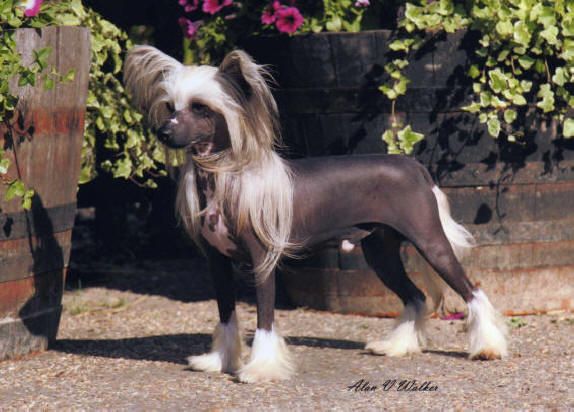 Chinese crested sales dog club