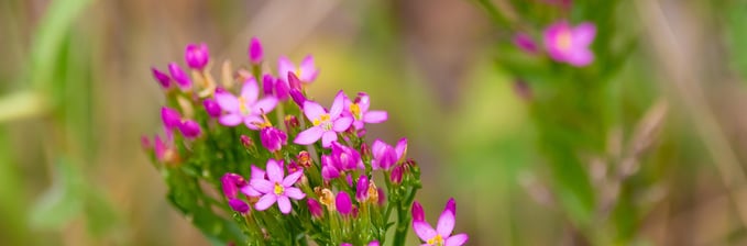 centaury herb