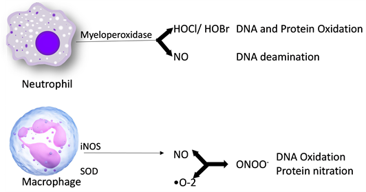 . Free radical species generated during inflammatio