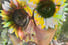 Digital collage - Flower Power