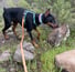 Doberman X ClipsOPoil