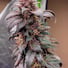 Maruf landrace Afghani Rancid Red