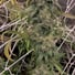 Quetta XXL Landrace Pakistani flower bud