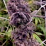 Maruf Rancid Red Kandahar Landrace