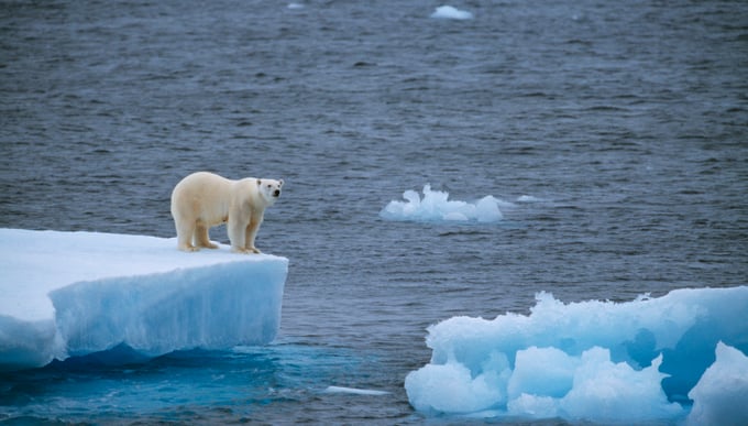 The polar bear on iceberg