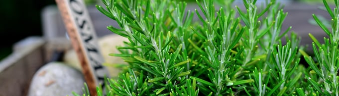 Benefits Rosemary