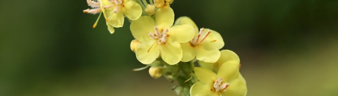 Health Benefits Mullein