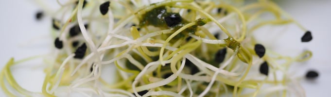 Alfalfa sprouts