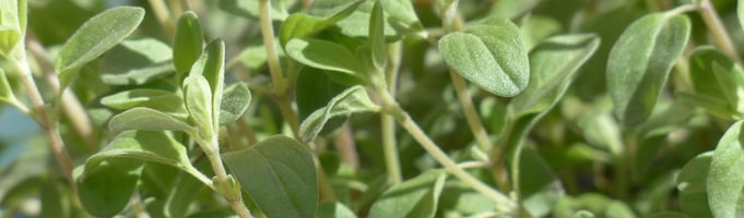 Benefits Marjoram