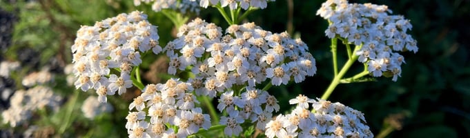 Benefits Yarrow