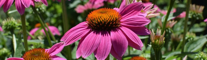 echinacea