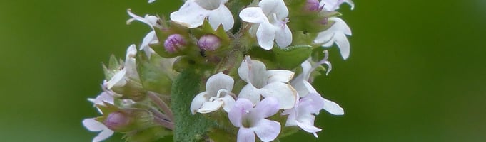 Garden Thyme