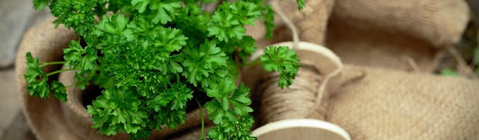 Health benefits parsley