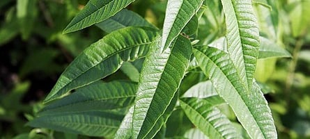 Lemon verbena