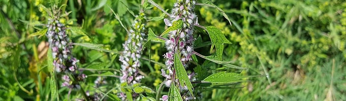 Motherwort