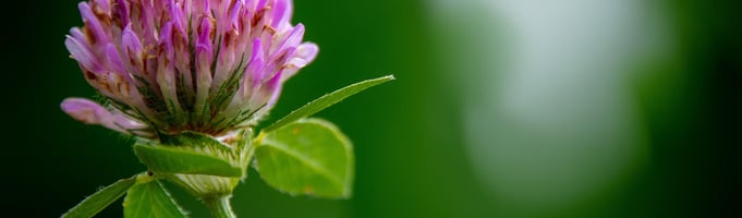 Red Clover