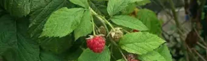 red raspberry