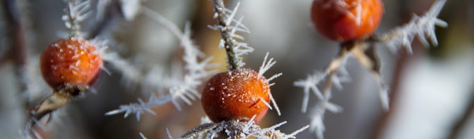 Rose Hips