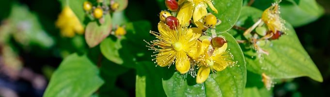 Benefits St. John’s Wort