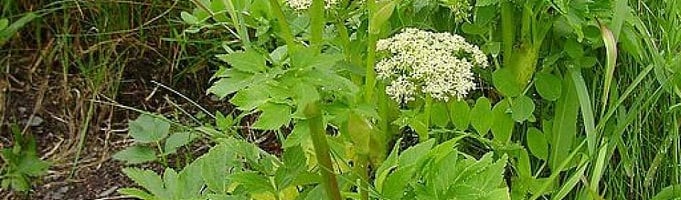 Wild Celery