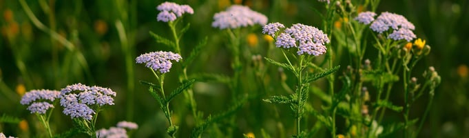 Health Benefits Yarrow