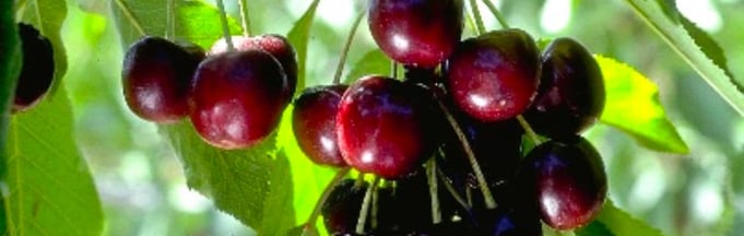 black cherry